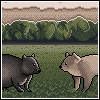 Wombat v/s Koala