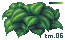 Leafy bush