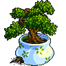 Challenge- Bonsai