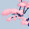 Cherry Blossom