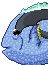 Blue tang fish