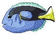Blue tang fish