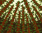 Redwood Perspective