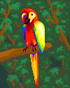 Macaw