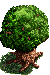 The Woody Tree