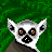 Ringtail lemur
