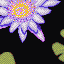 Water Lily