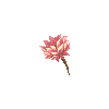 Lotus Flowers icon/pixelart