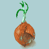 Onion