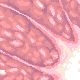 Pamplemousse cover icon/pixelart