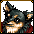 Chihuahua Mage