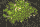 A lonely little shurb  icon/pixelart
