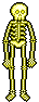 skeleton