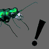 Tiger Beetle